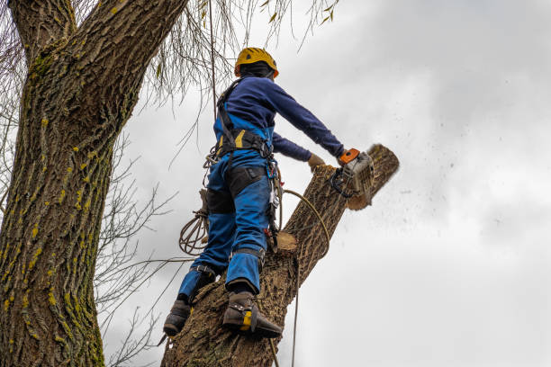 Best Commercial Tree Services  in Akron, IN